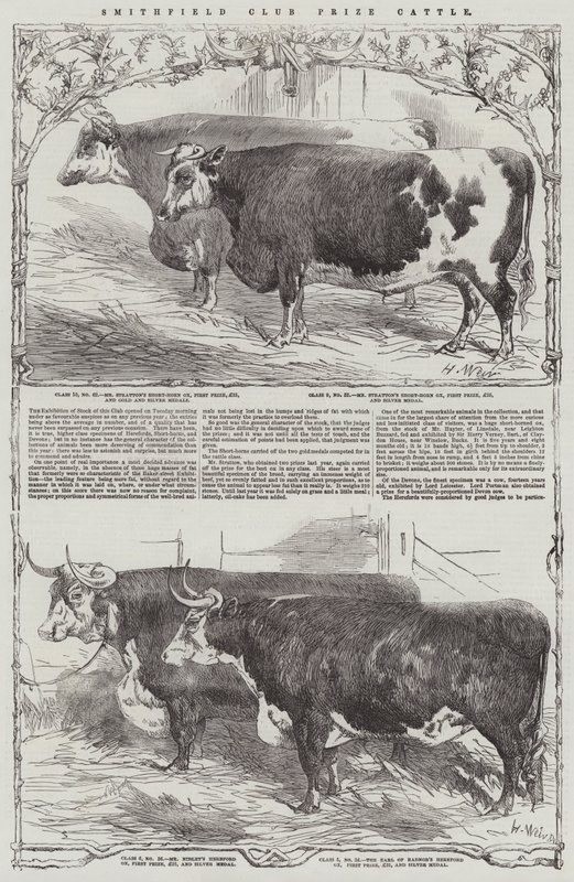 Smithfield Club Prize Storfe av Harrison William Weir