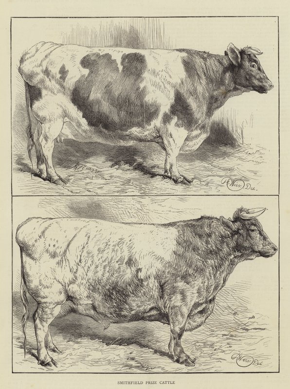 Smithfield Prize Storfe av Harrison William Weir
