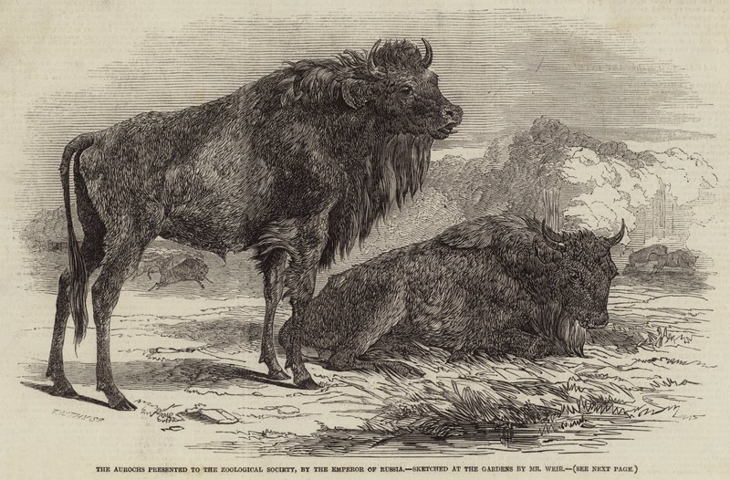 Aurochs presentert for Zoological Society, av keiseren av Russland av Harrison William Weir