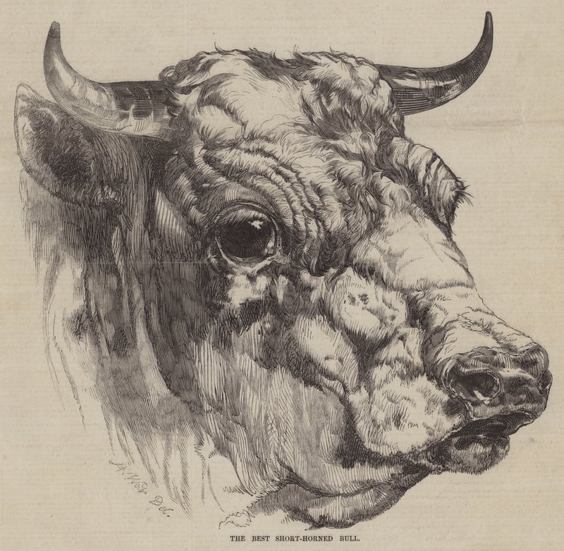 Den beste korthornede oksen av Harrison William Weir