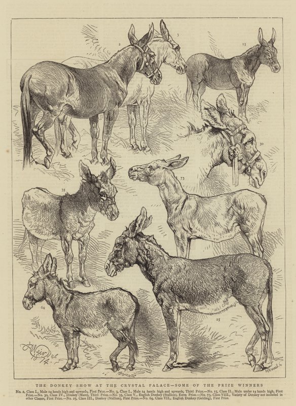 The Donkey Show på Crystal Palace, noen av prisvinnerne av Harrison William Weir