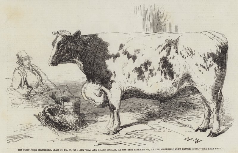 Førstepremien Shorthorn, klasse 10, nr. 89, £25; og gull- og sølvmedaljer, som den beste stuten eller oksen, på Smithfield Club Cattle Show av Harrison William Weir
