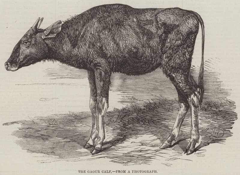 Gaour-kalven av Harrison William Weir