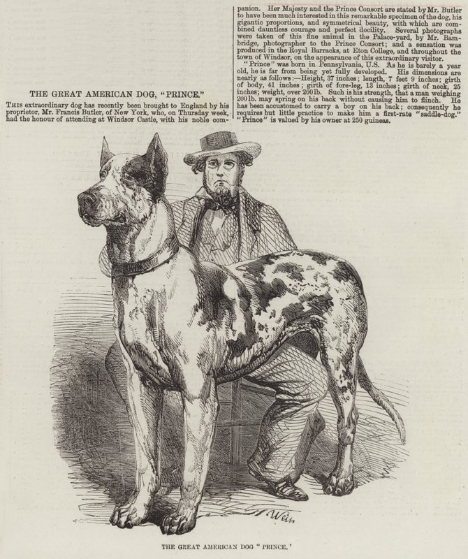 Den store amerikanske hundeprinsen av Harrison William Weir