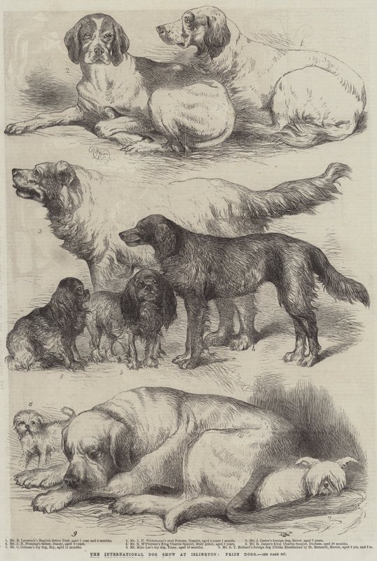 Den internasjonale hundeutstillingen på Islington, Prize Dogs av Harrison William Weir