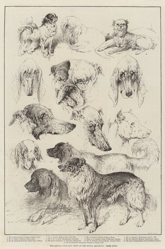 The Kennel Club Dog Show på Royal Aquarium, Prize Dogs av Harrison William Weir