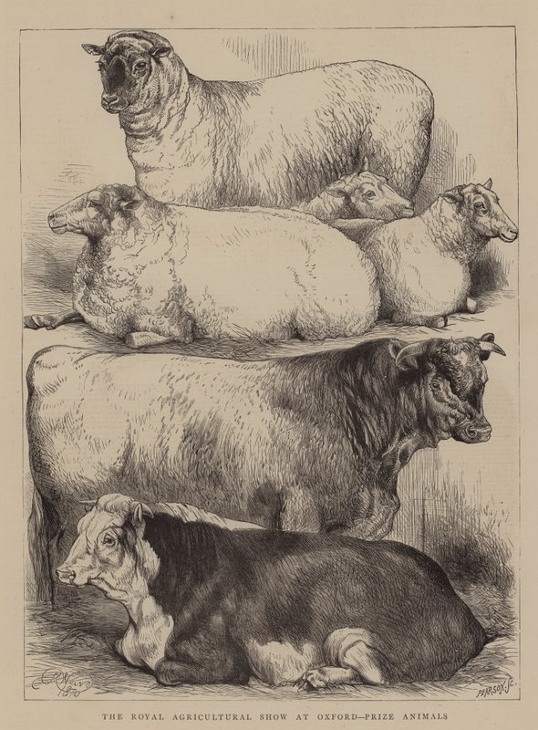 The Royal Agricultural Show i Oxford, Prize Animals av Harrison William Weir