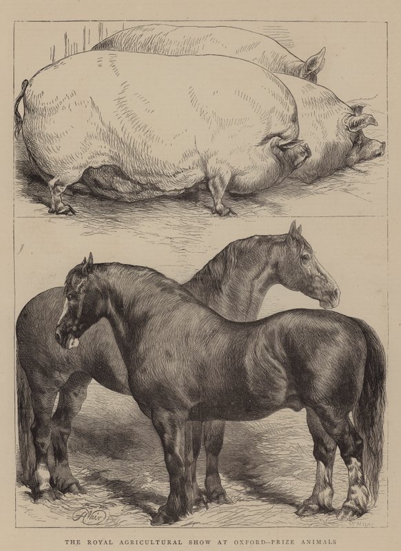 The Royal Agricultural Show i Oxford, Prize Animals av Harrison William Weir