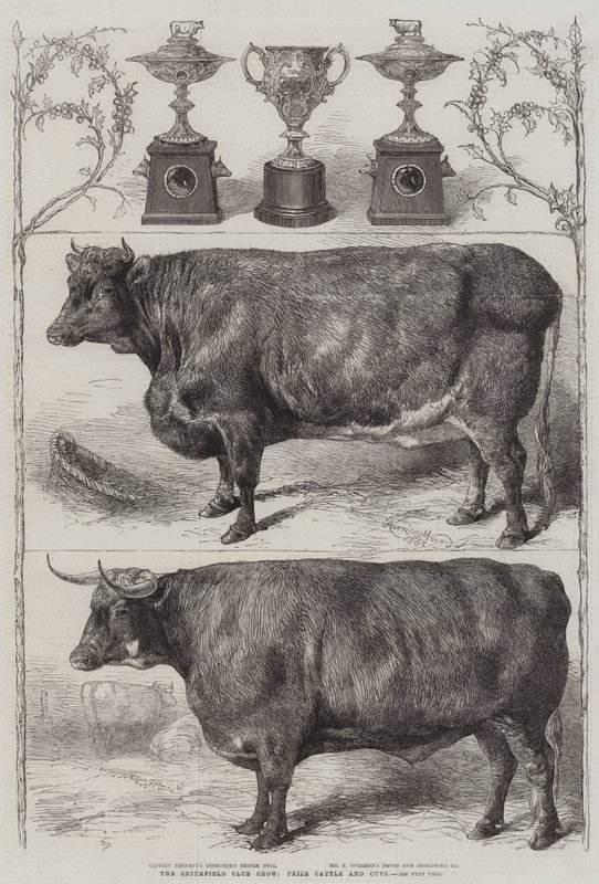 Smithfield Club Cattle Show, Premie Storfe og Cuper av Harrison William Weir