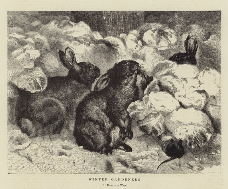 Vintergartnere av Harrison William Weir