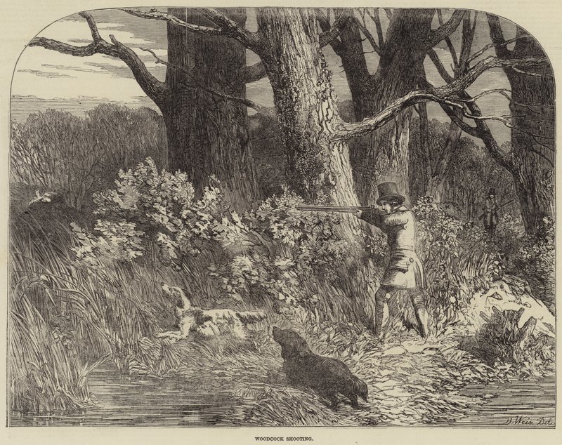 Woodcock skyting av Harrison William Weir