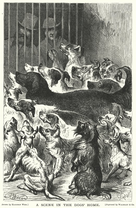 En scene i hundehjemmet av Harrison William Weir