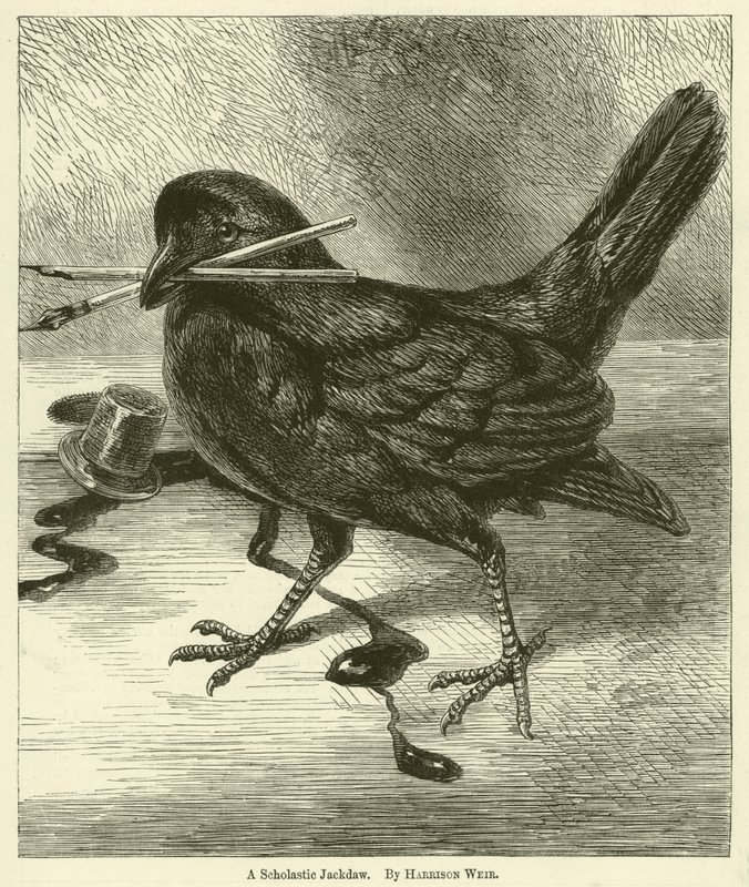 En skolastisk jackdaw av Harrison William Weir