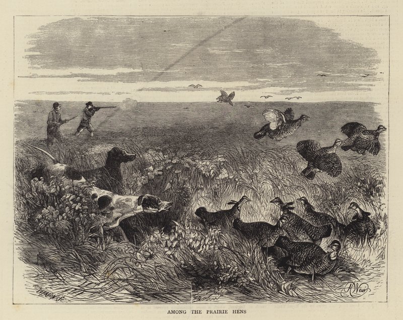 Blant præriehønene av Harrison William Weir