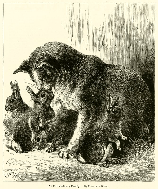 En ekstraordinær familie av Harrison William Weir