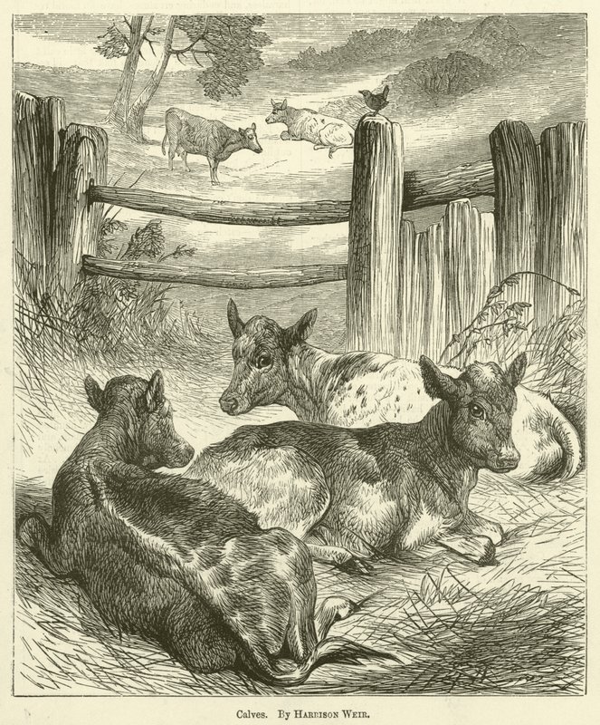 Kalver av Harrison William Weir