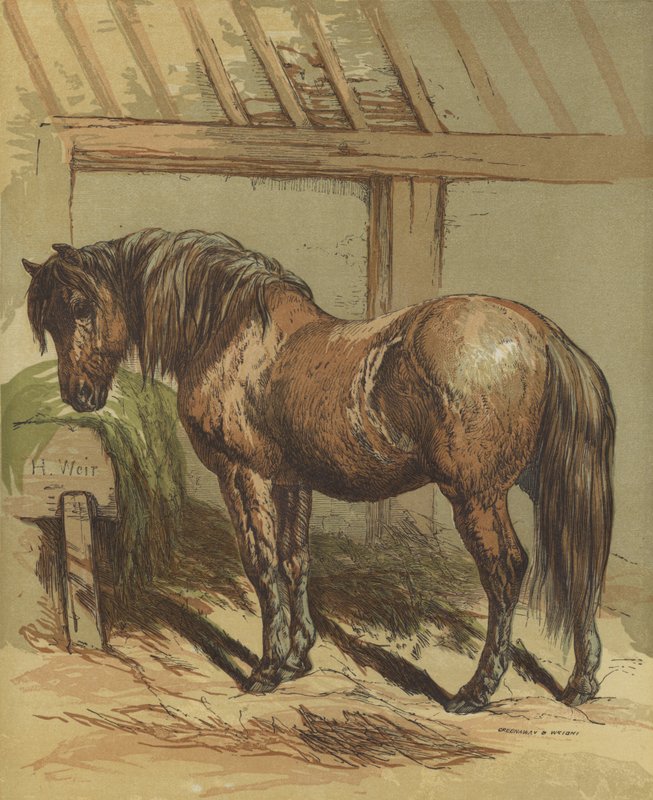 Charlie, hesten av Harrison William Weir