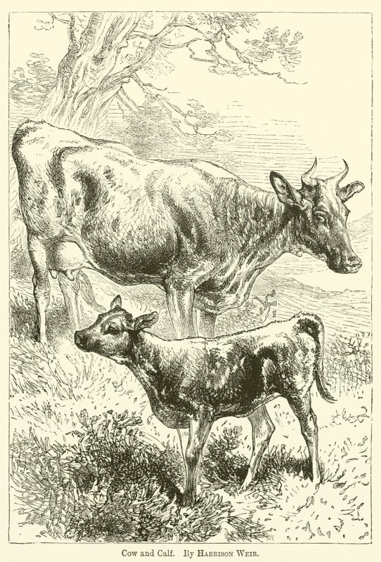 Ku og kalv av Harrison William Weir