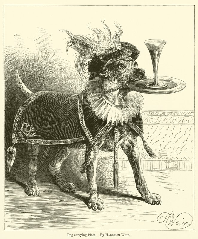 Hundebærende plate av Harrison William Weir