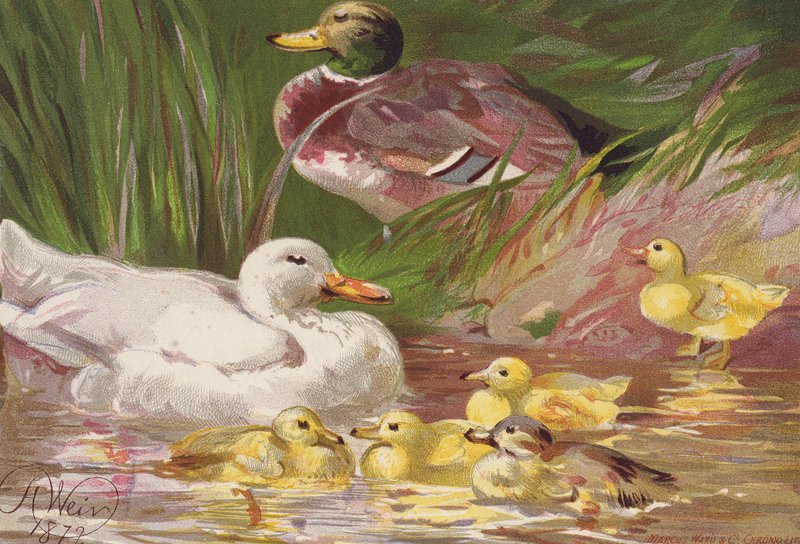  av Harrison William Weir