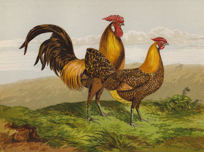 Hamburghs med gyllen blyant (chromolitho) av Harrison William Weir
