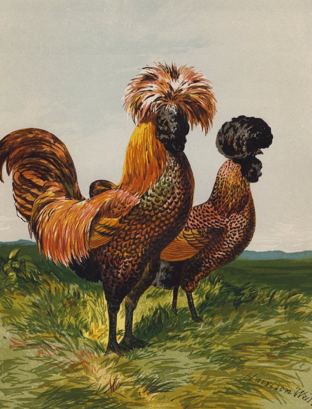 Golden-Spangled Polsk (chromolitho) av Harrison William Weir