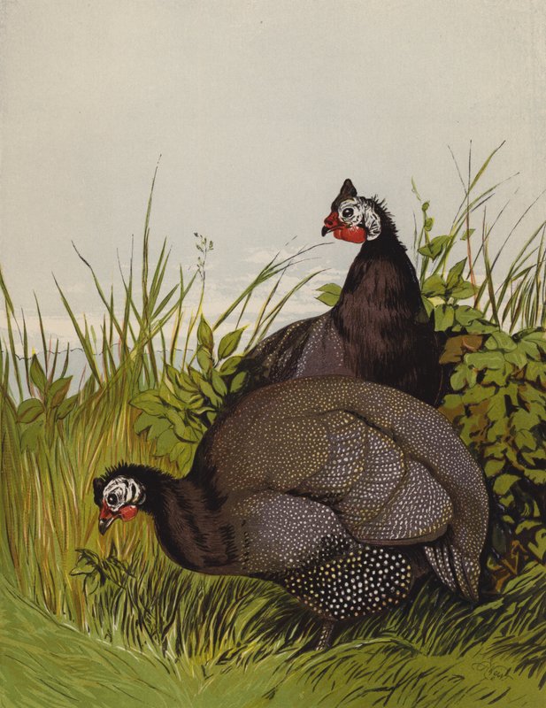 Perlehøns (chromolitho) av Harrison William Weir