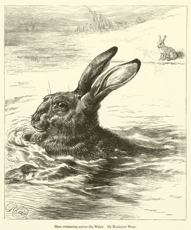 Hare svømmer over vannet av Harrison William Weir