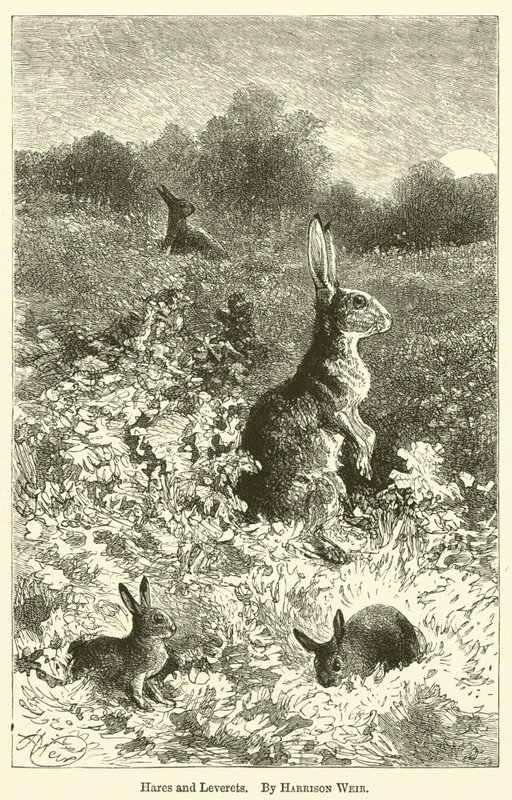 Harer og Leverets av Harrison William Weir
