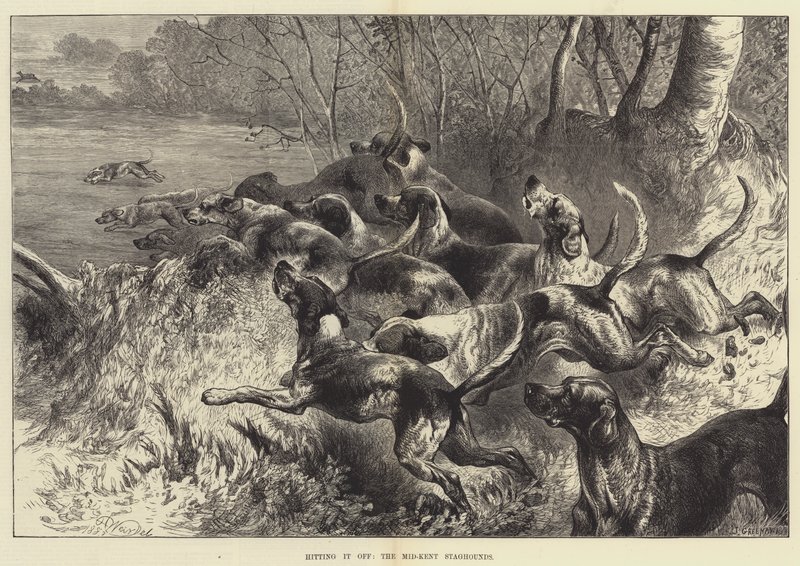 Treffer den, Mid-Kent Staghounds av Harrison William Weir
