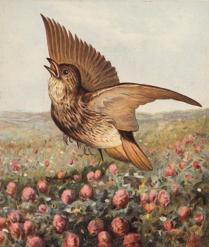  av Harrison William Weir