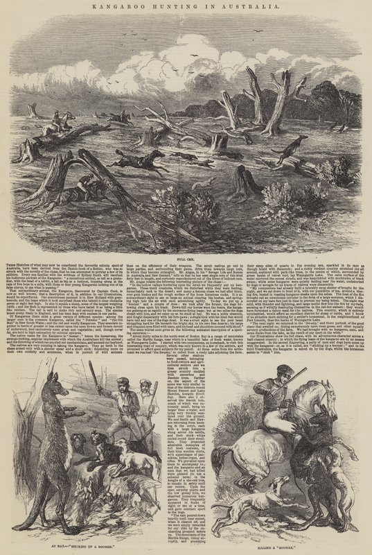 Kengurujakt i Australia av Harrison William Weir