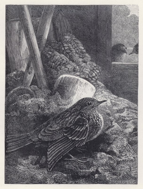 Little Robin Safely Housed (gravering) av Harrison William Weir