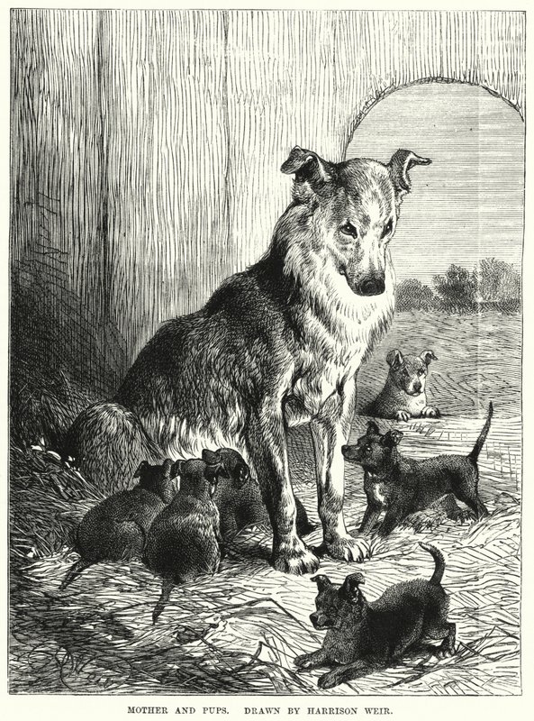 Mor og valper (gravering) av Harrison William Weir