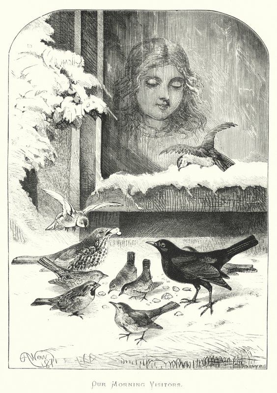 Våre morgenbesøkende av Harrison William Weir