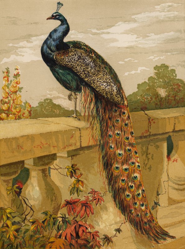Påfugl (chromolitho) av Harrison William Weir