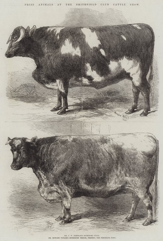 Premiedyr på Smithfield Club Cattle Show av Harrison William Weir