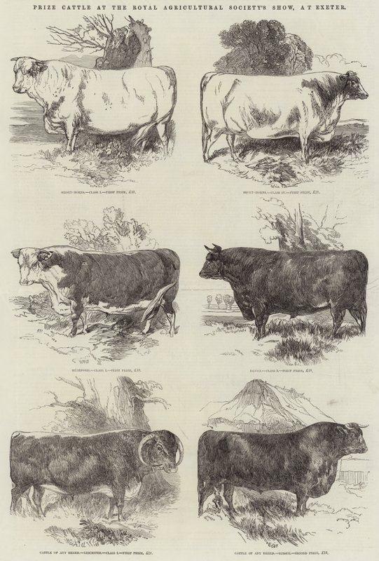 Premie storfe på Royal Agricultural Society