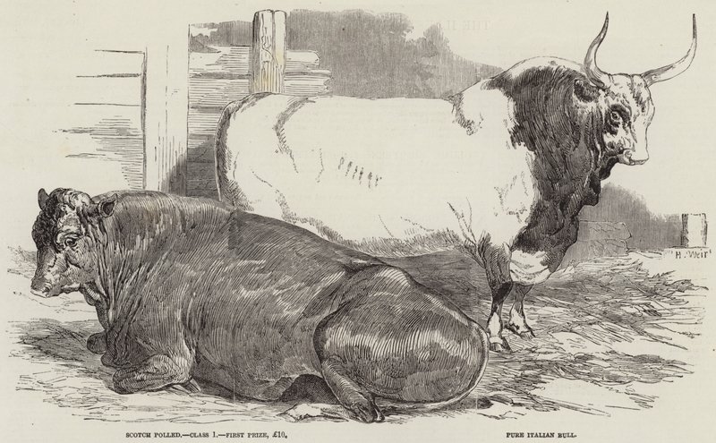 Premie storfe på Royal Agricultural Society