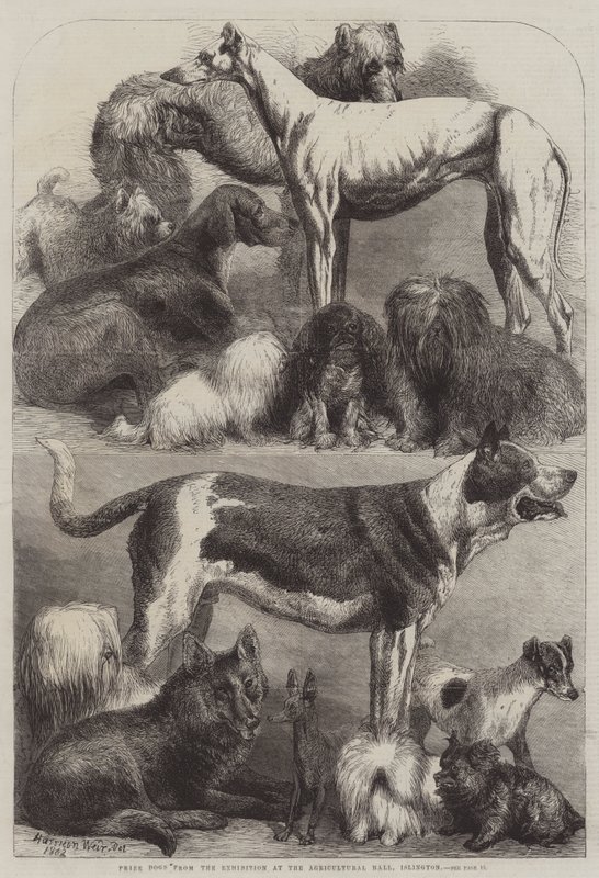Premiehunder fra utstillingen i Agricultural Hall, Islington av Harrison William Weir