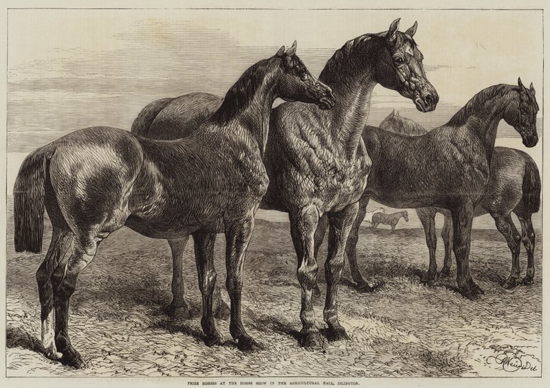 Premiehester på Horse Show i Agricultural Hall, Islington av Harrison William Weir