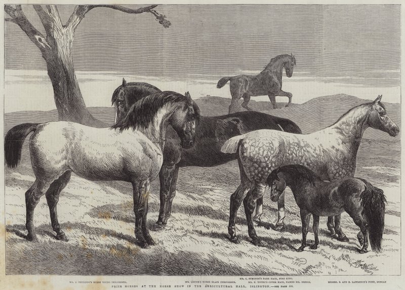 Premiehester på Horse Show i Agricultural Hall, Islington av Harrison William Weir