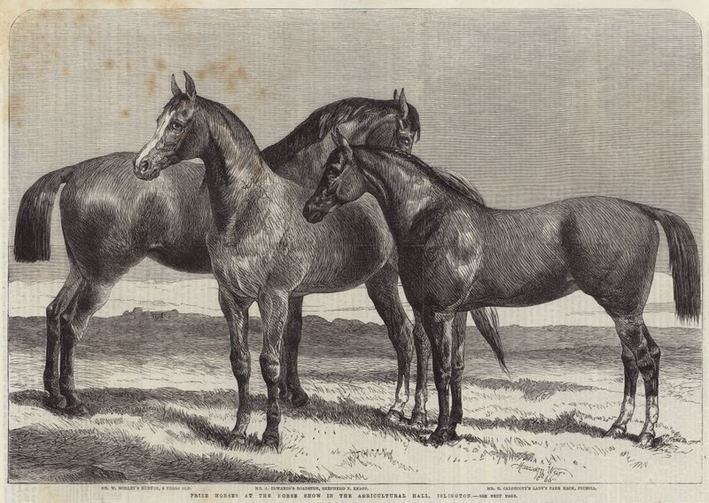 Premiehester på Horse Show i Agricultural Hall, Islington av Harrison William Weir