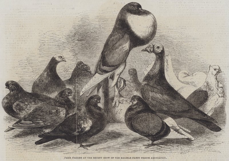 Premieduer på den nylige utstillingen til Halifax Fancy Pigeon Association av Harrison William Weir