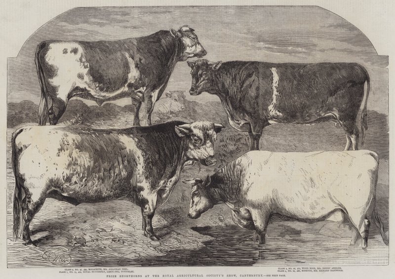 Pris korthorn på Royal Agricultural Society's Show, Canterbury av Harrison William Weir