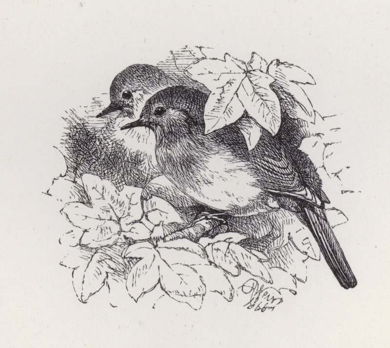 Robins (gravering) av Harrison William Weir
