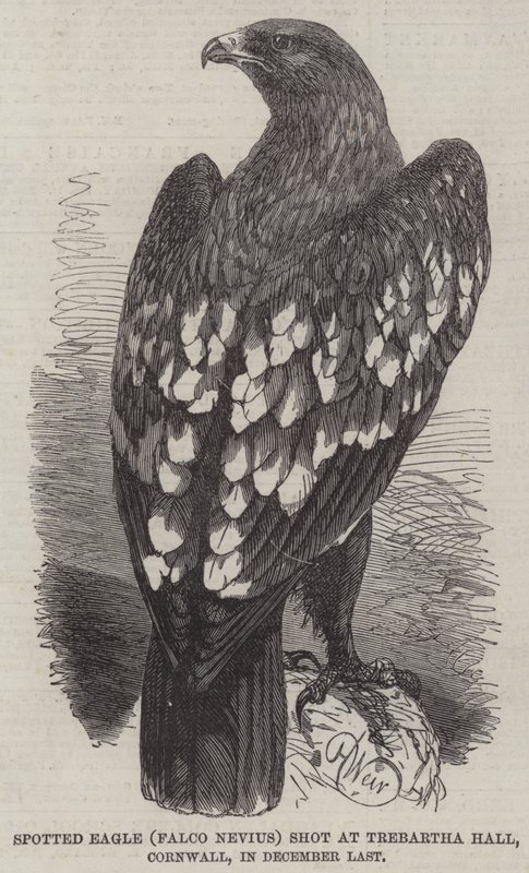 Spotted Eagle (Falco Nevius) skutt i Trebartha Hall, Cornwall, i desember i fjor av Harrison William Weir