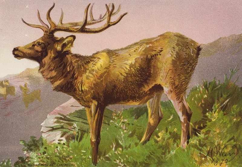  av Harrison William Weir