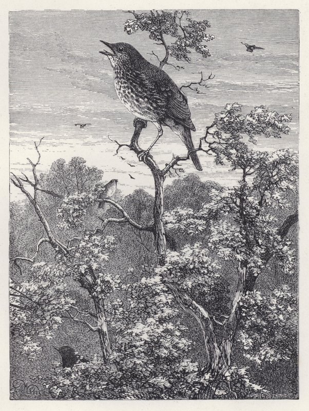 The Concert of Birds (gravering) av Harrison William Weir