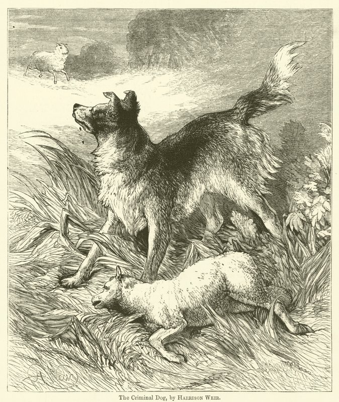 Den kriminelle hunden av Harrison William Weir